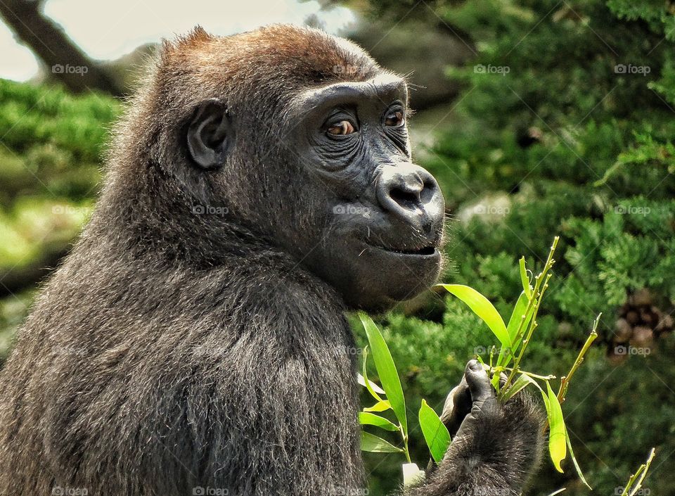 Beautiful Gorilla. Juvenile Gorilla Eating Tree Leaves

