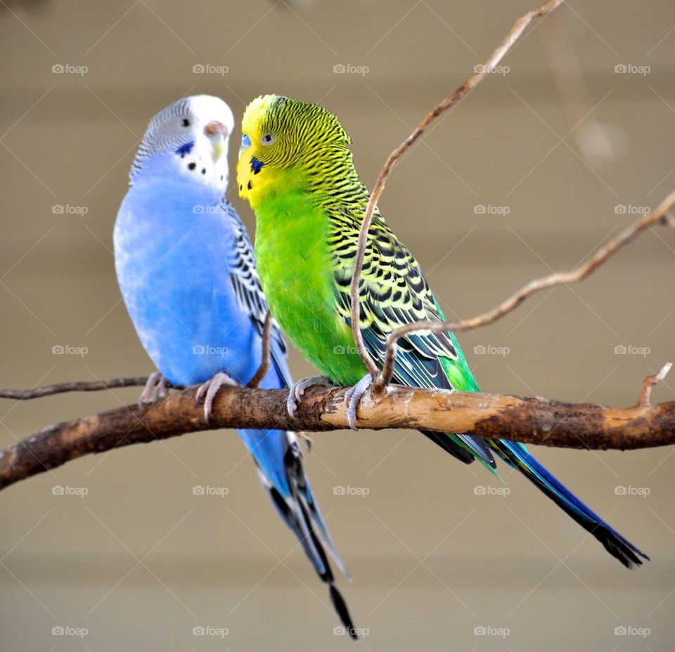 Budgie