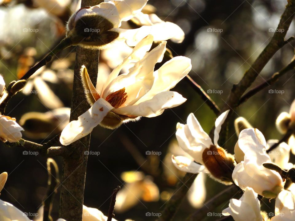 Spring magnolia