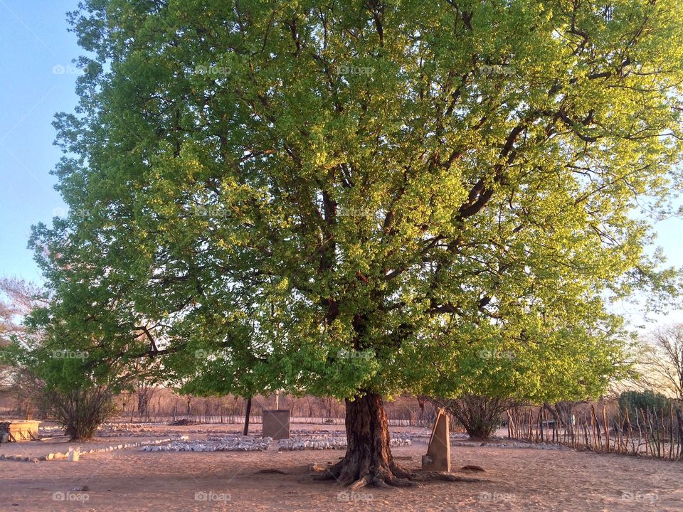 Tree in a schoolyard.