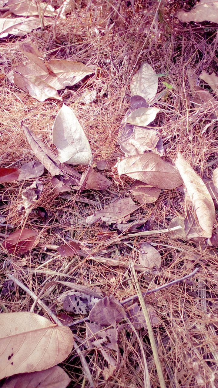 Dry leaf, Pine leaf in the ground