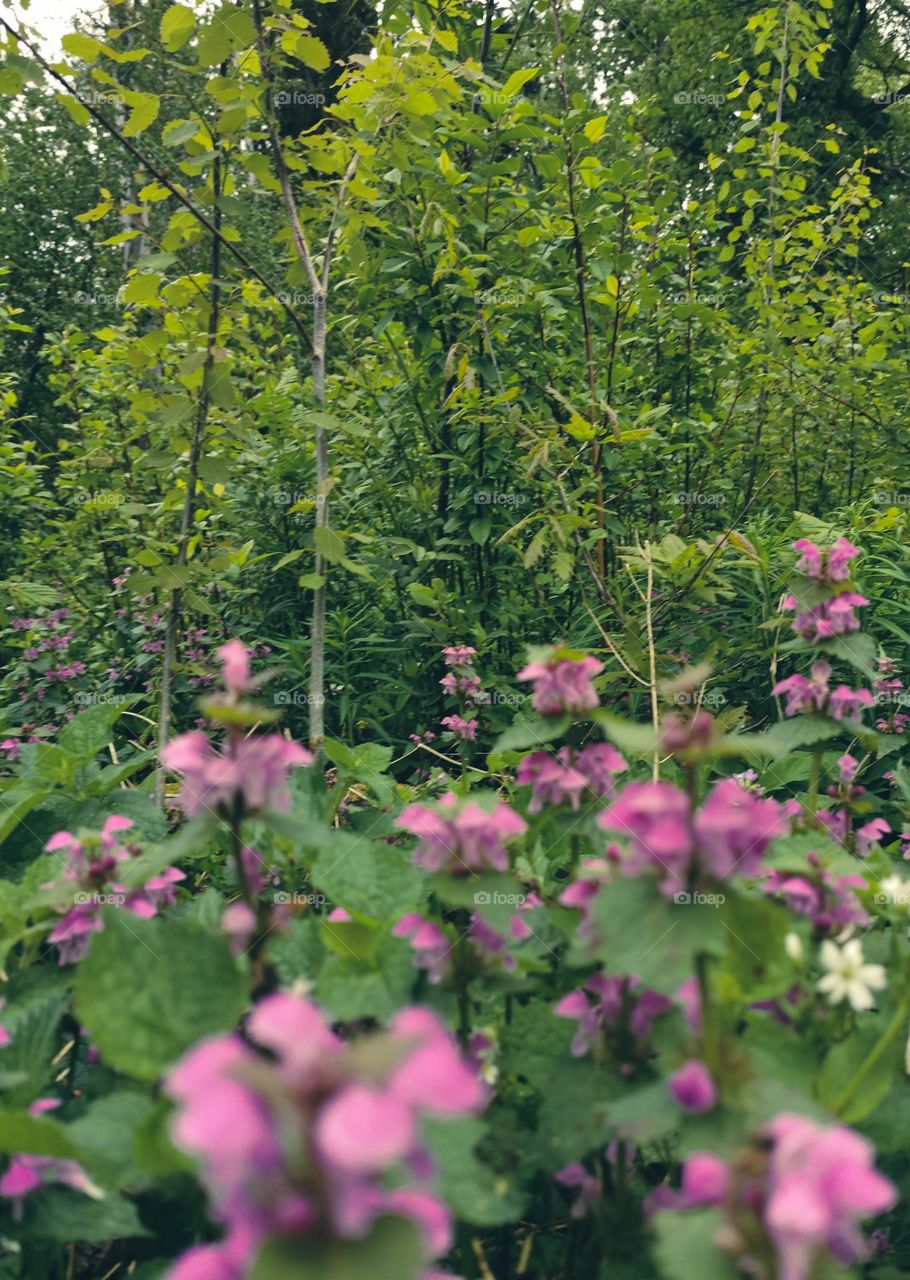forests with pink wildflowers