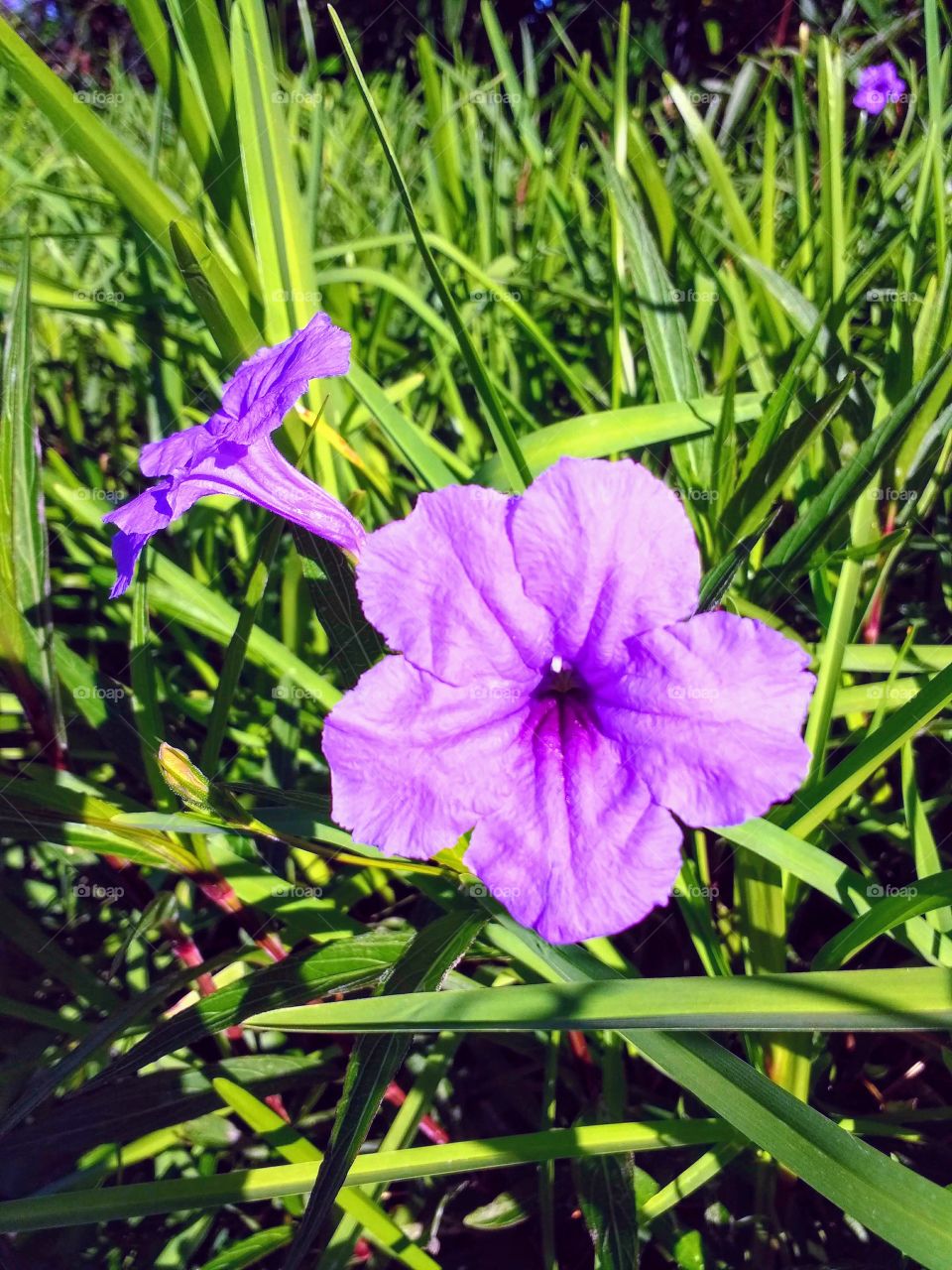Purple Flower, Green Grass