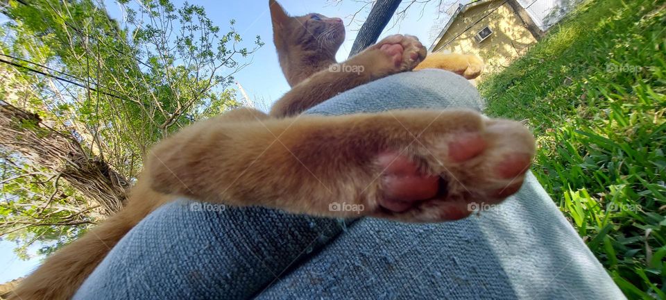 Cat at an Unusual Angle