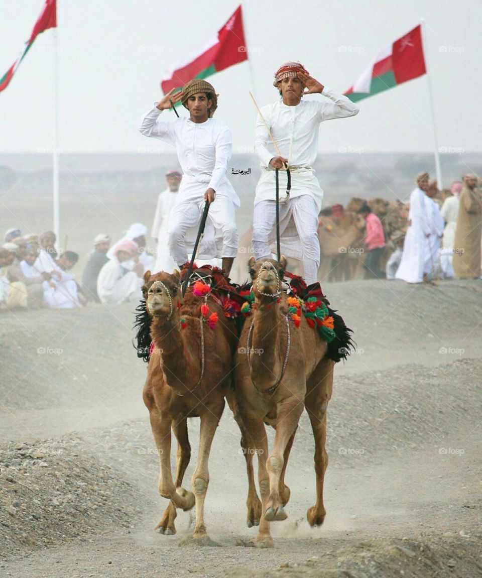 The camel race in the Sultanate of Oman