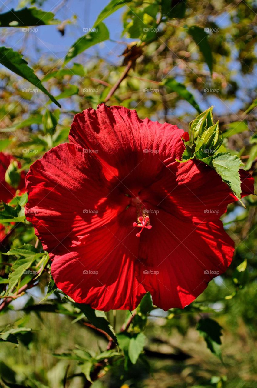 red flower