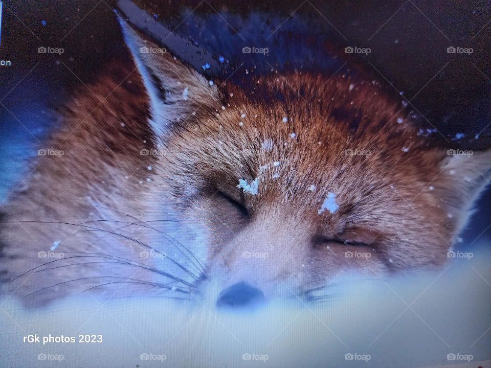 sleeping red fox