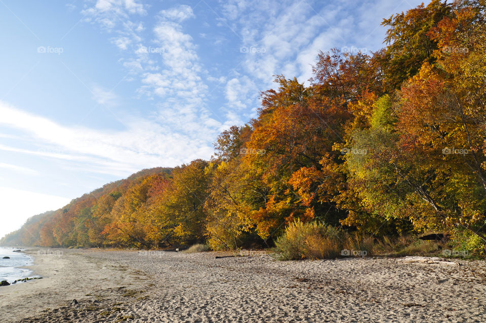 View of autumn trees at beach