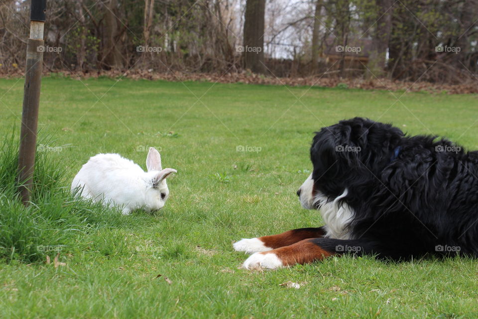 My dog and bunny