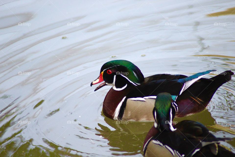 The Wood Duck