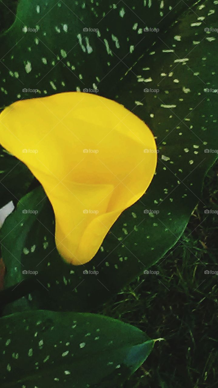 Yellow Calla  Lily