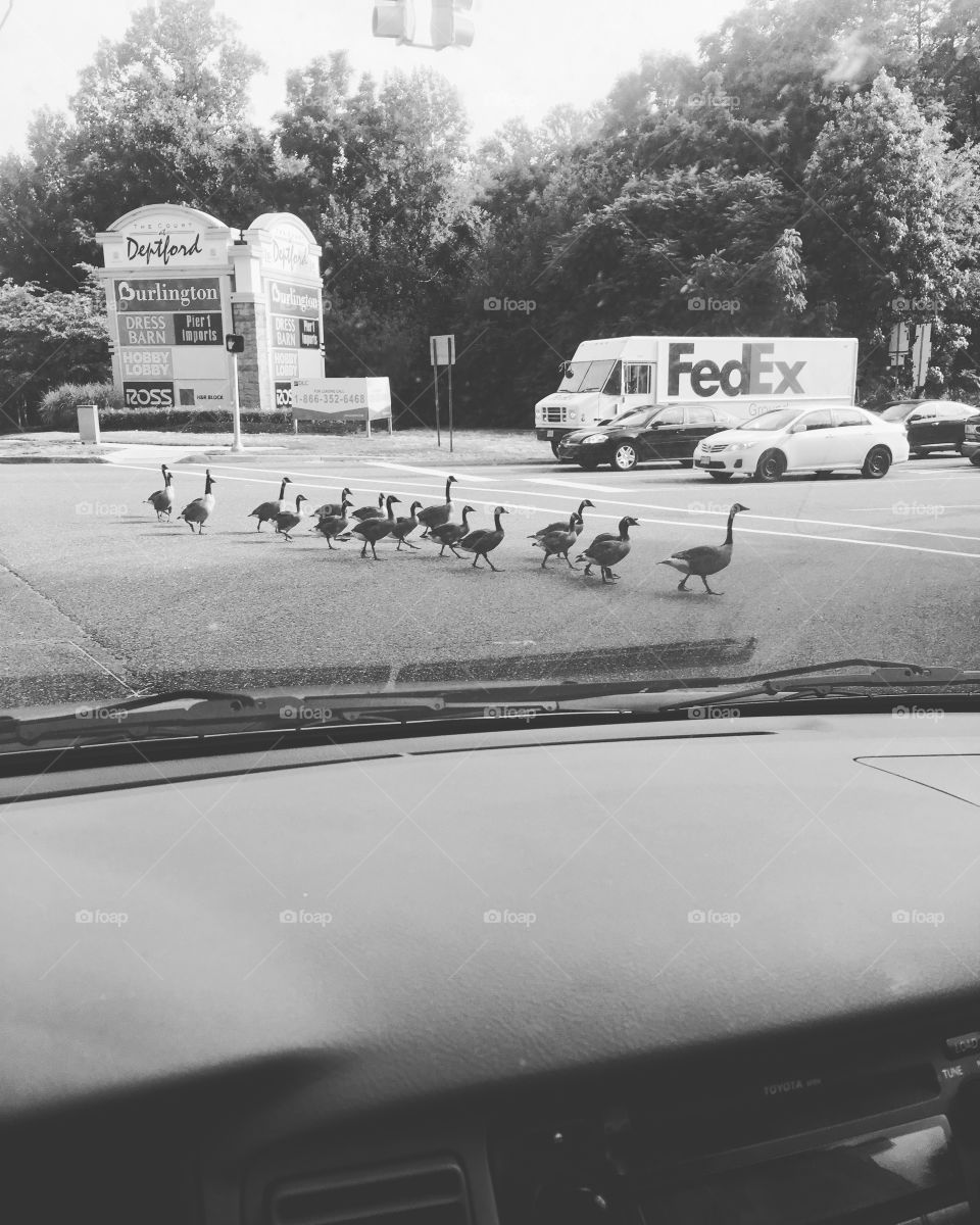 Make way for geese