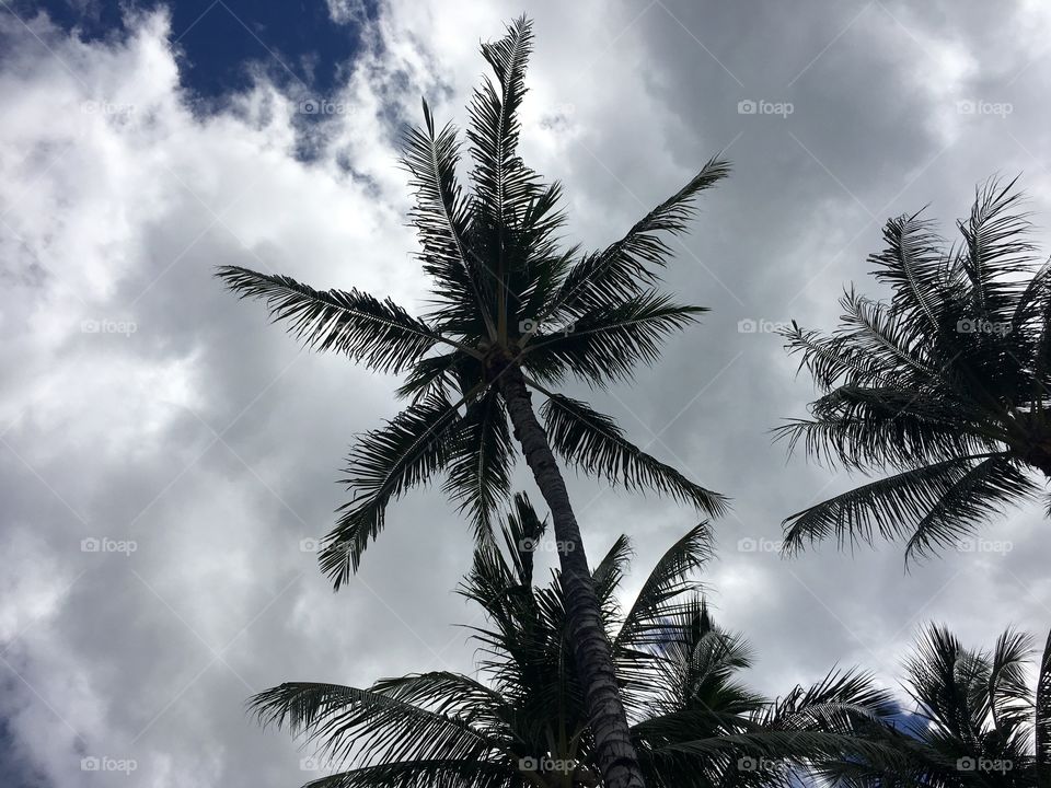 Low angle view of palm tree against cloudy sky