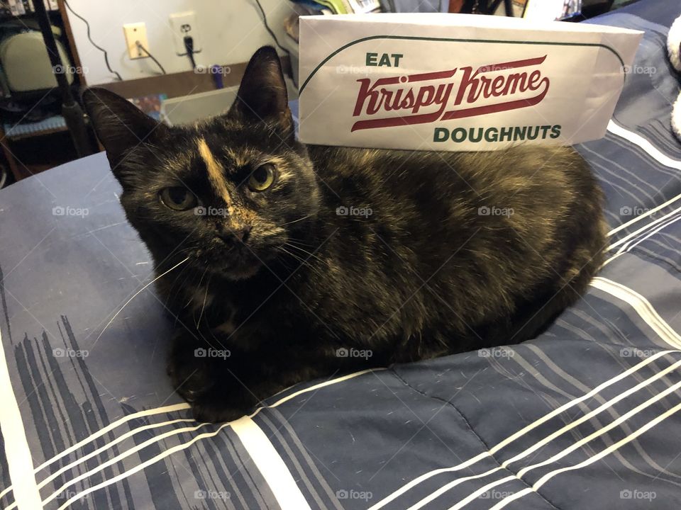 Krispy Kreme Cat delivery service now available. 