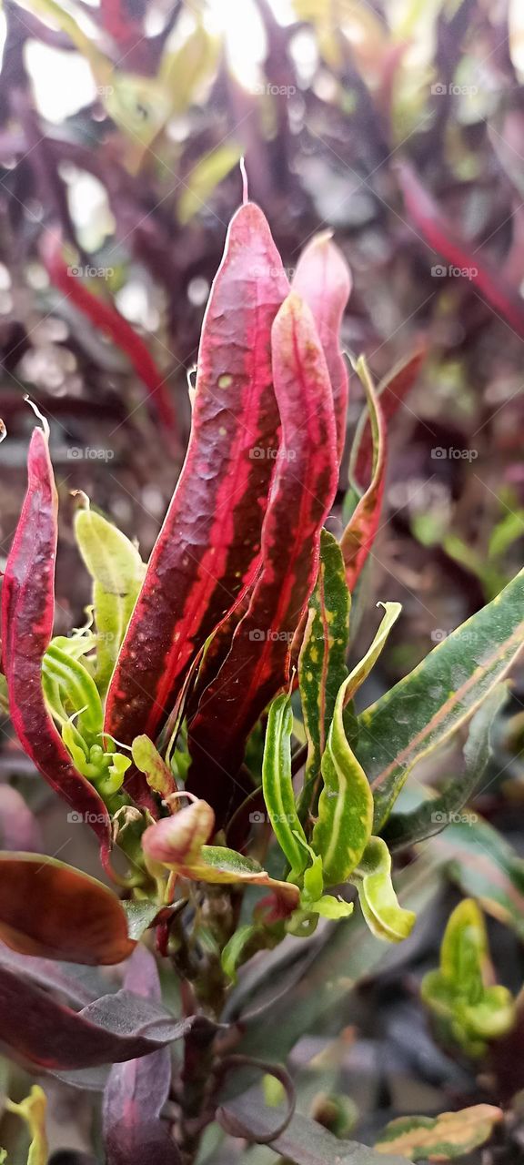 greenery around us gives us oxygen all the time