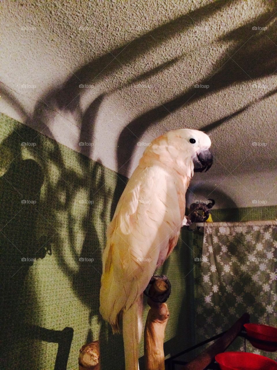Cockatoo shadows 