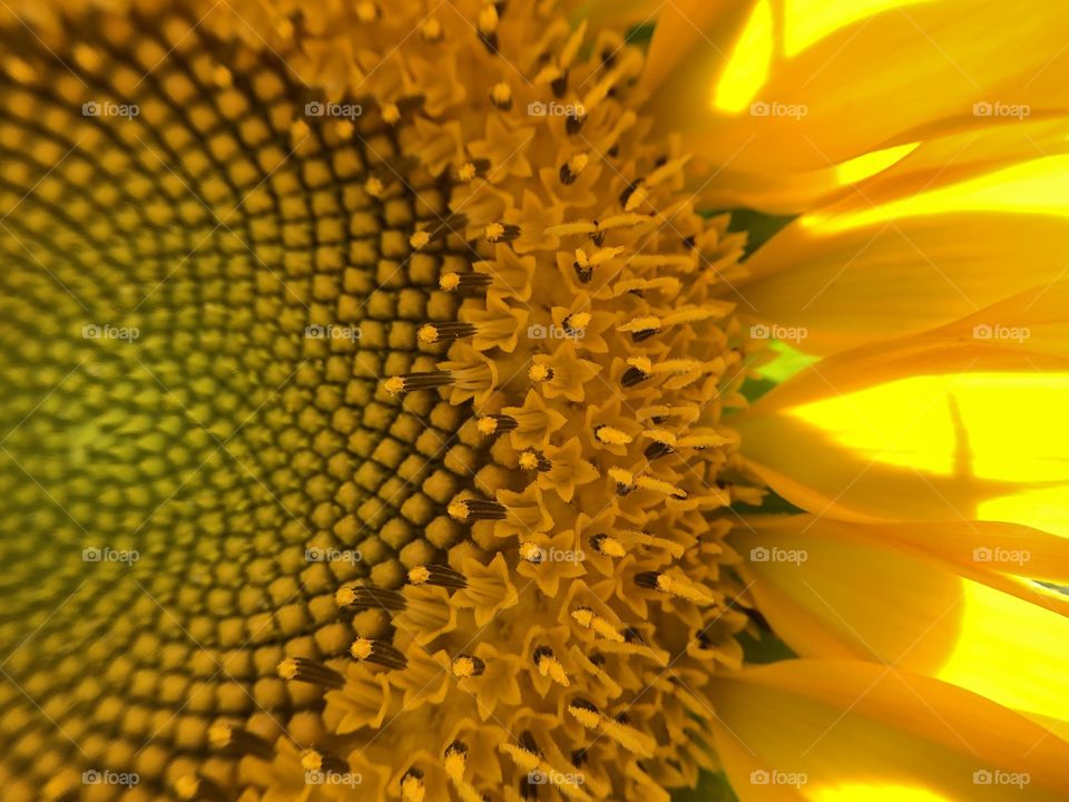 A closeup in a sunflower. It is amazing the amount of details and geometry this flower have. So tiny details, so great beauty...