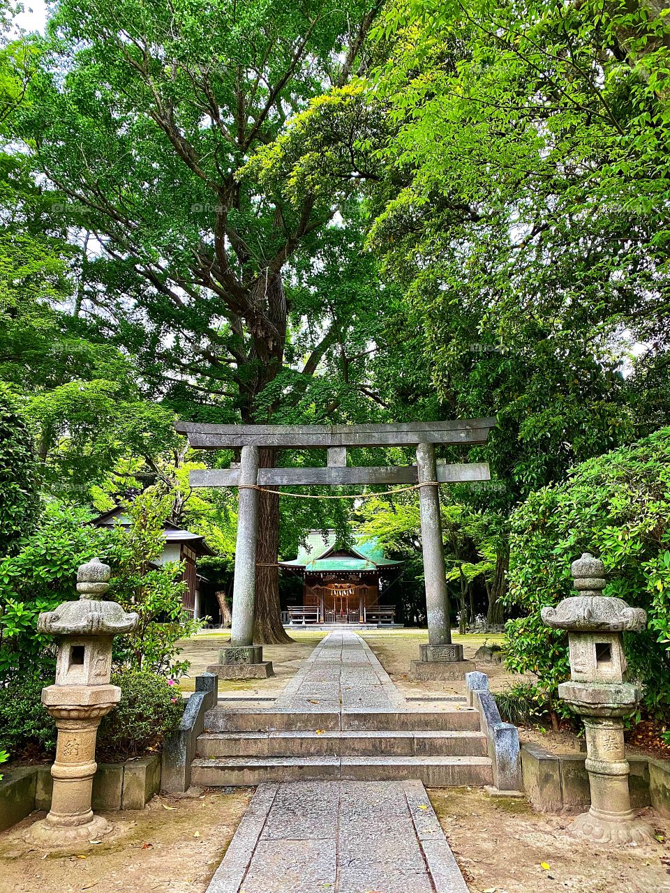 Oasis in the city, fresh bright green spring leaves on tall trees, shrine and shrine torii gate with stone lanterns and stairs in foreground.