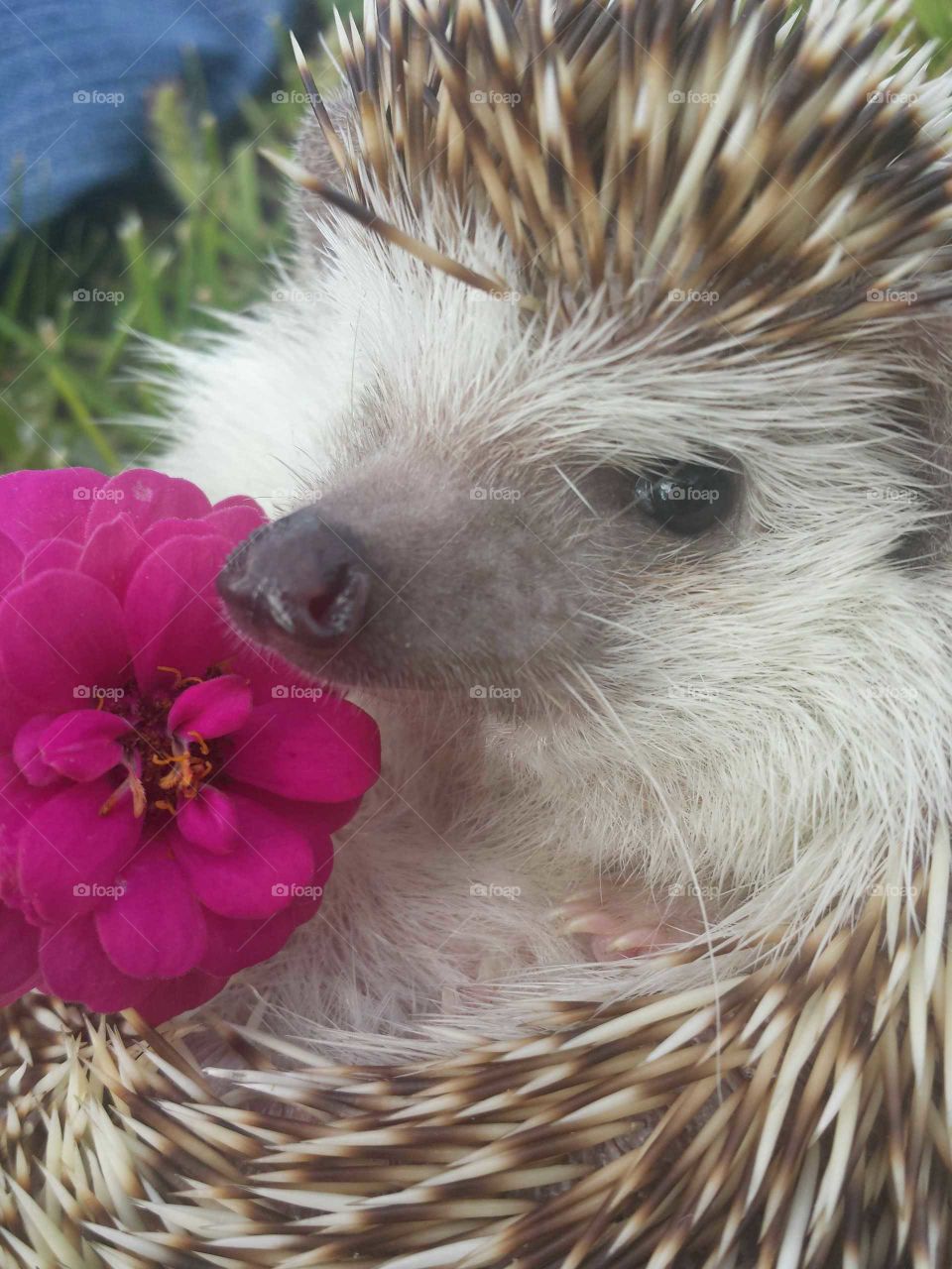 hedgie friend