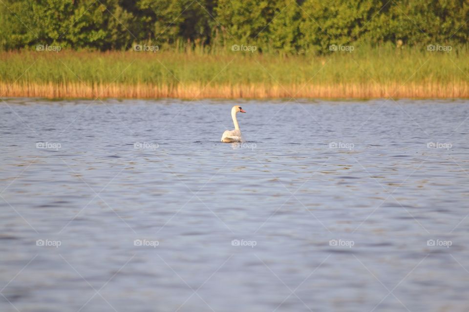 Water, Lake, Reflection, No Person, River