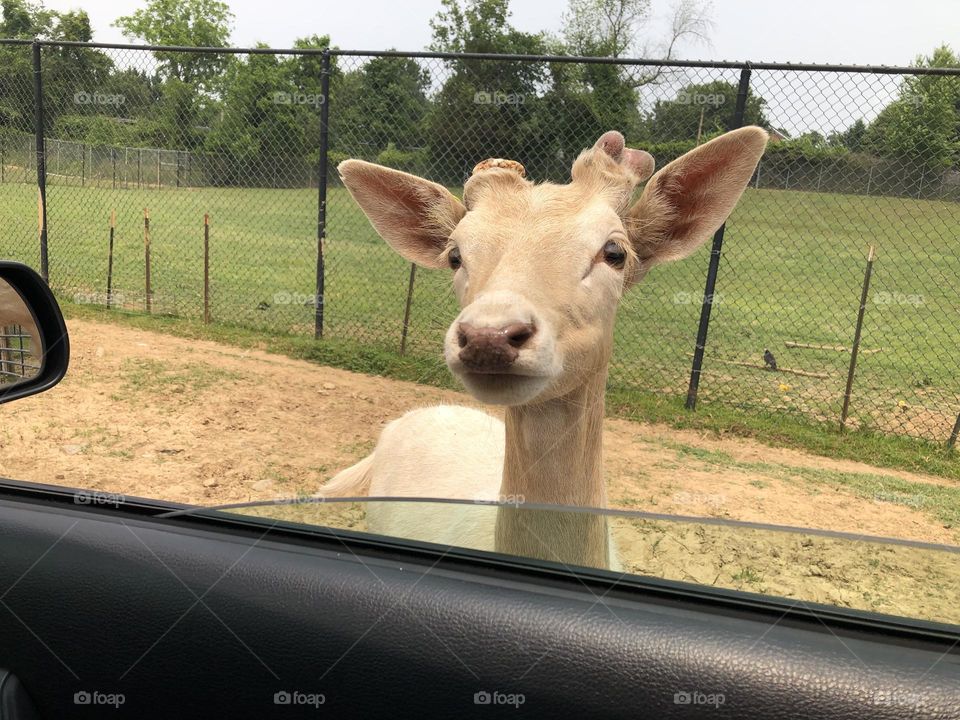 Close up with deer at Nova Wild Zoo. 🌿🦌