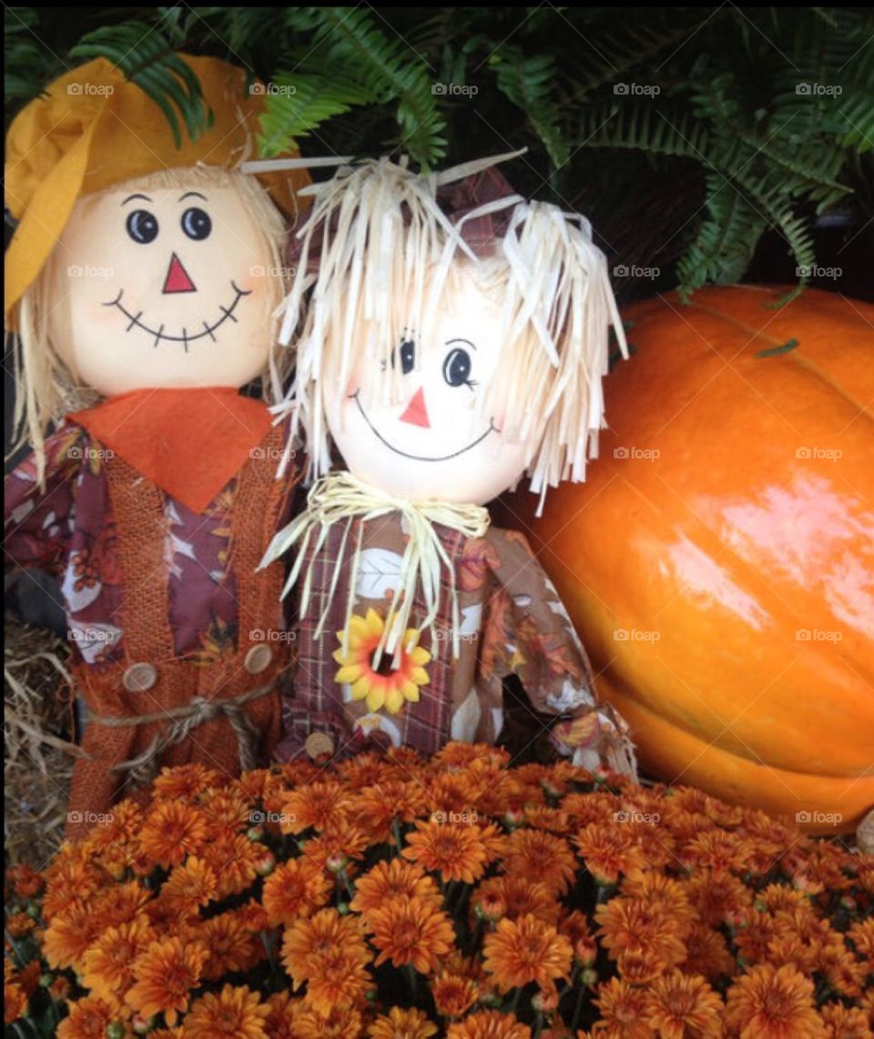 Scarecrow & Pumpkins 