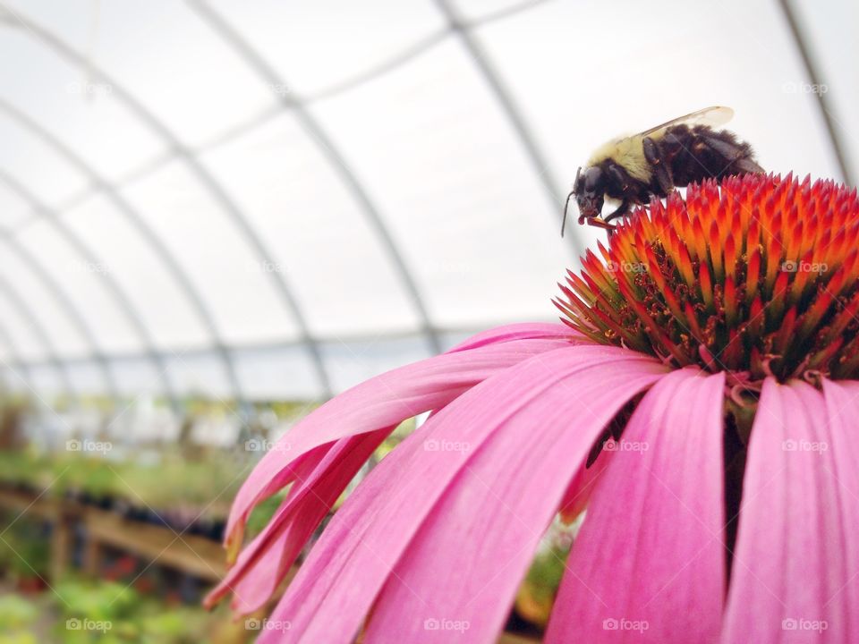 This bee didn't care what I was doing though. 