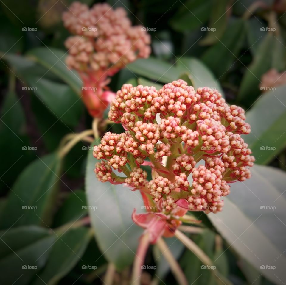 Beautiful pink buds of a red tip photinia bush and soft green leaves