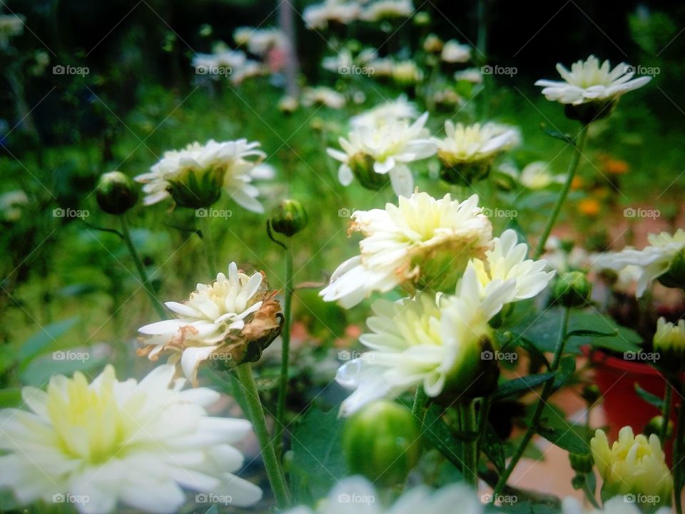garden white followers
