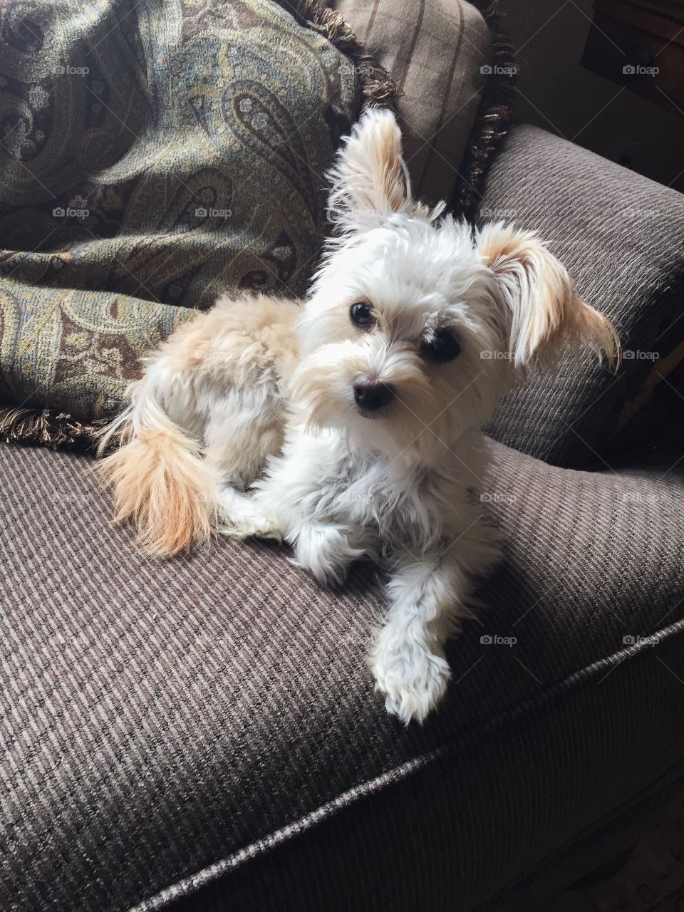 White puppy lying on sofa