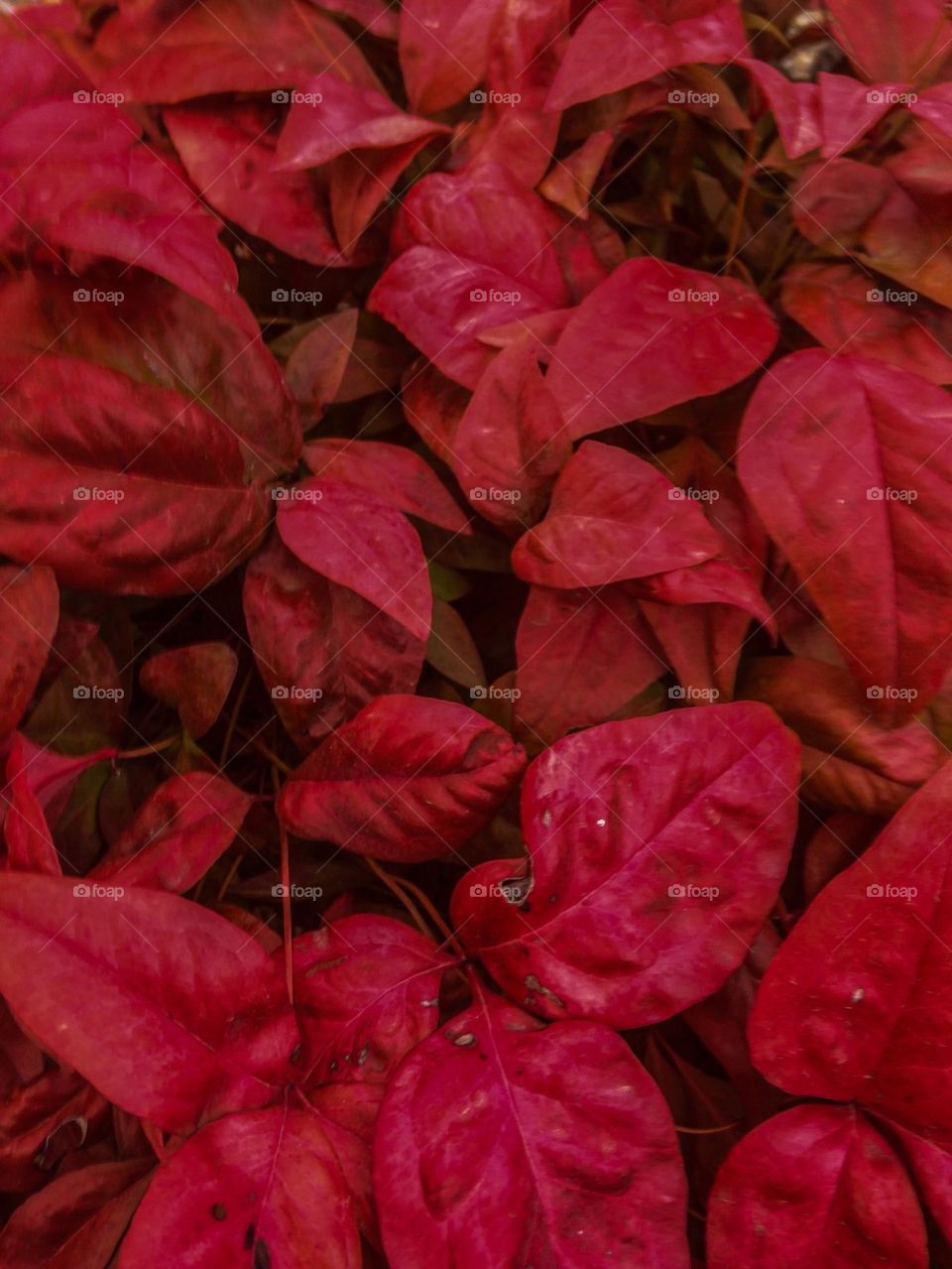 Red leaves