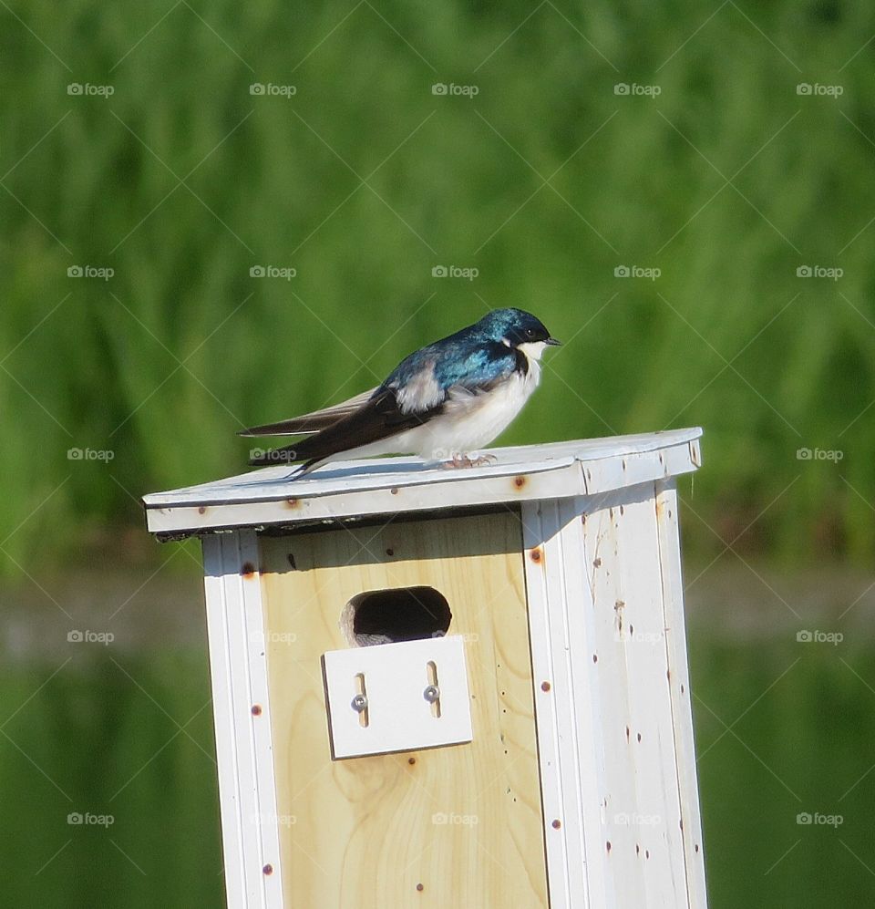 Tree swallow Boucherville Québec 