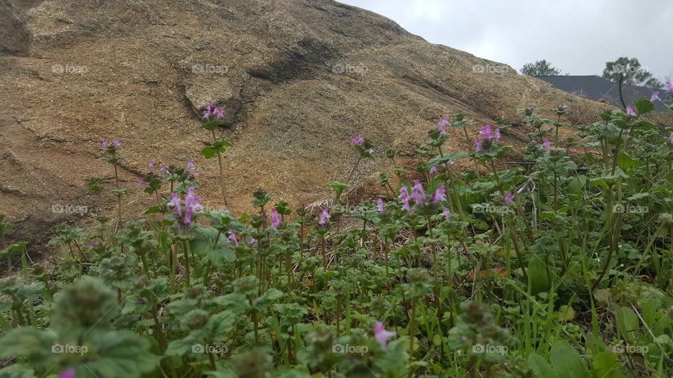 Flores silvestres