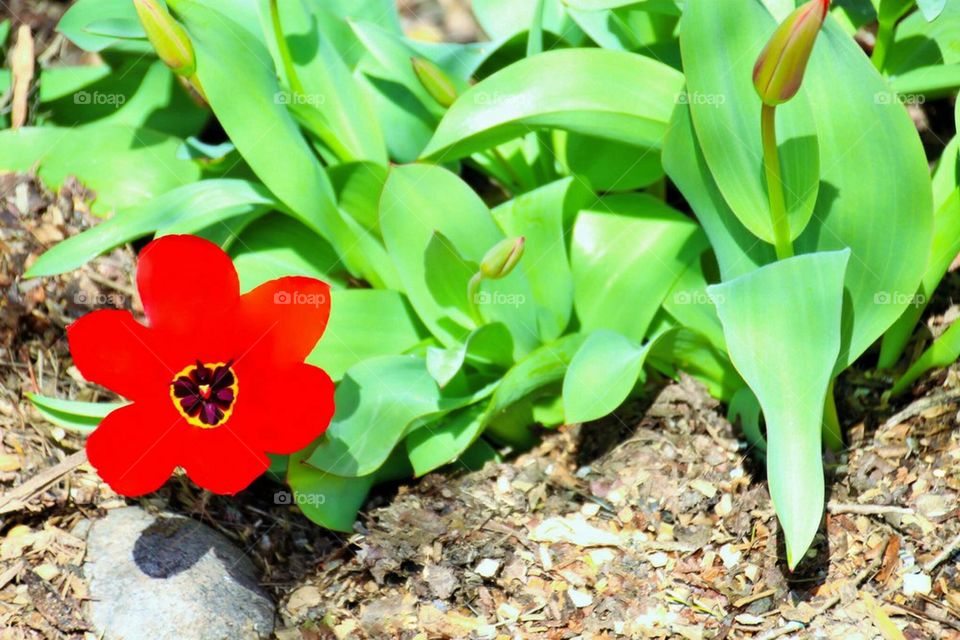 Red Tulips