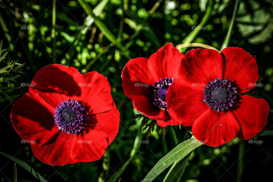 Three poppies 