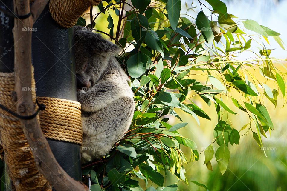 Koala Baby 