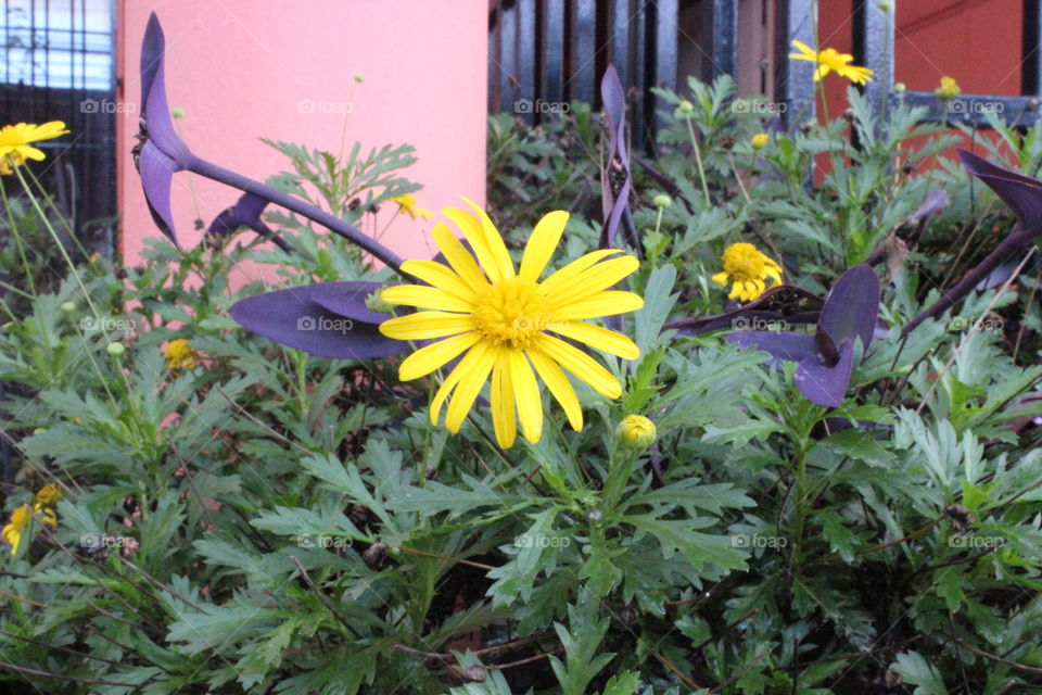 Urban garden with yellow flowers in Costa Rica