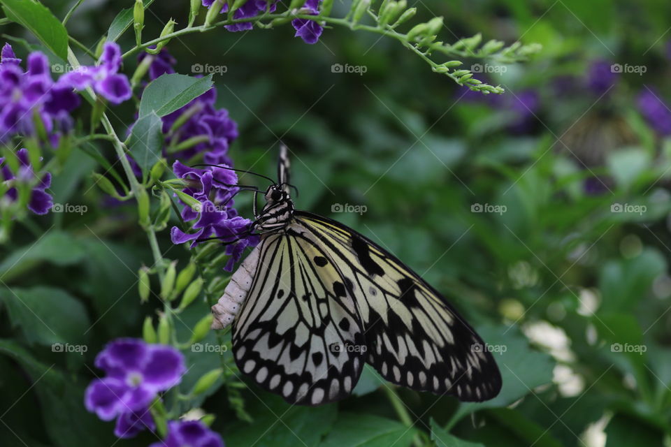 Nature, Butterfly, Flower, Flora, Summer