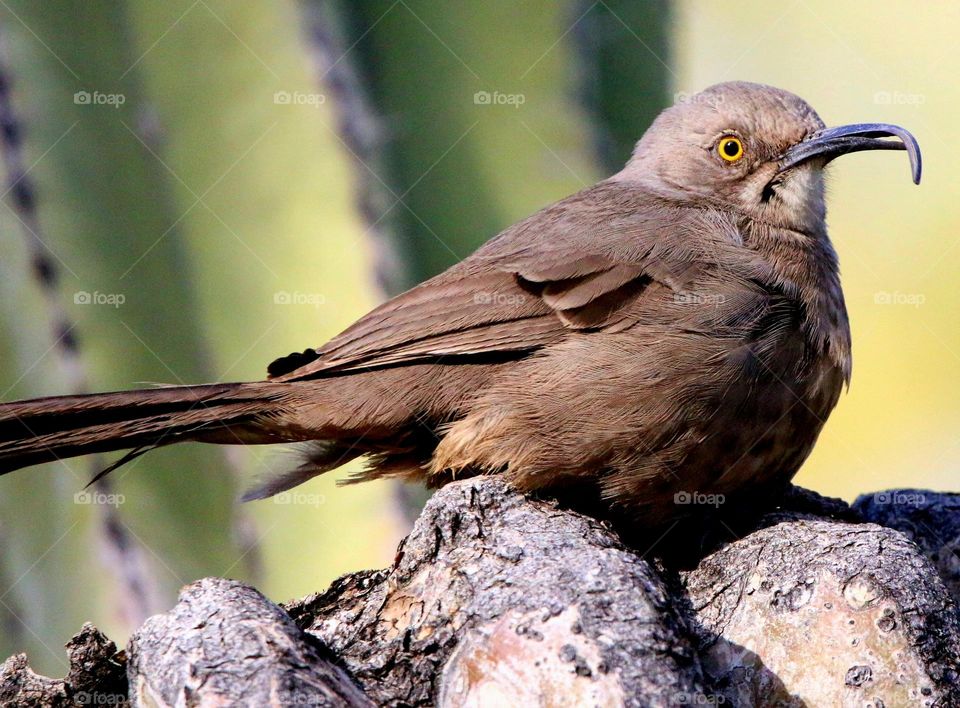Curve Billed Thrasher on Cactus