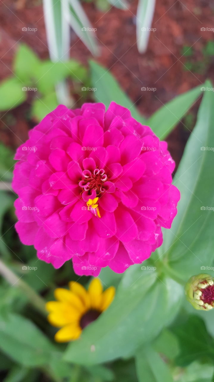 bright flower closeup
