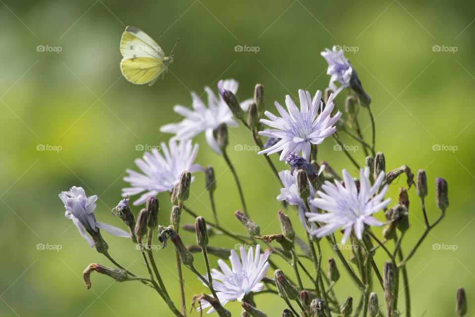 Butterfly enjoying flowers in June 