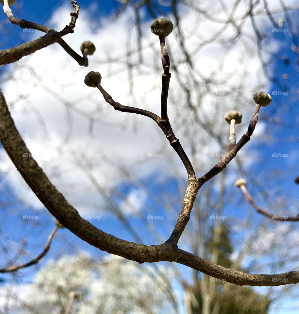 Buds on Branch