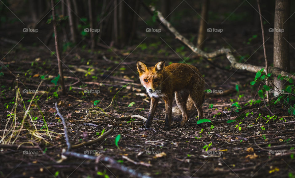 Wildlife fox