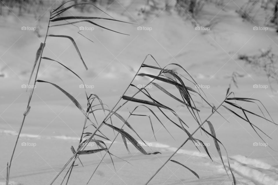 Чёрно-белое фото. Сухие растения