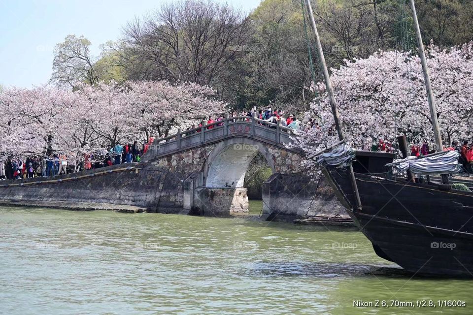 Spring blussom in Shanghai