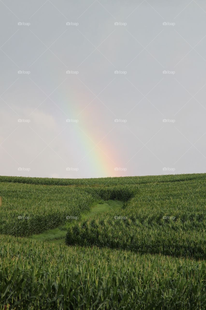 Rainbow in cornfield 