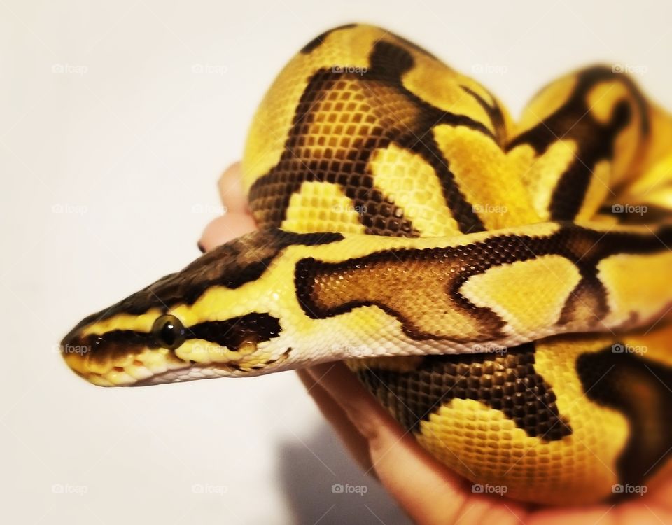 Enchi Pastel Python