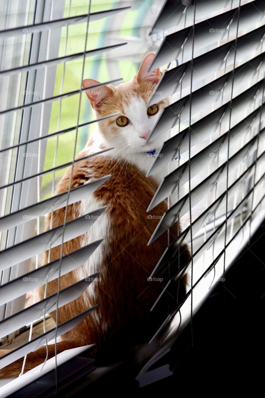 Tabby Cat caught sunbathing on window sill.