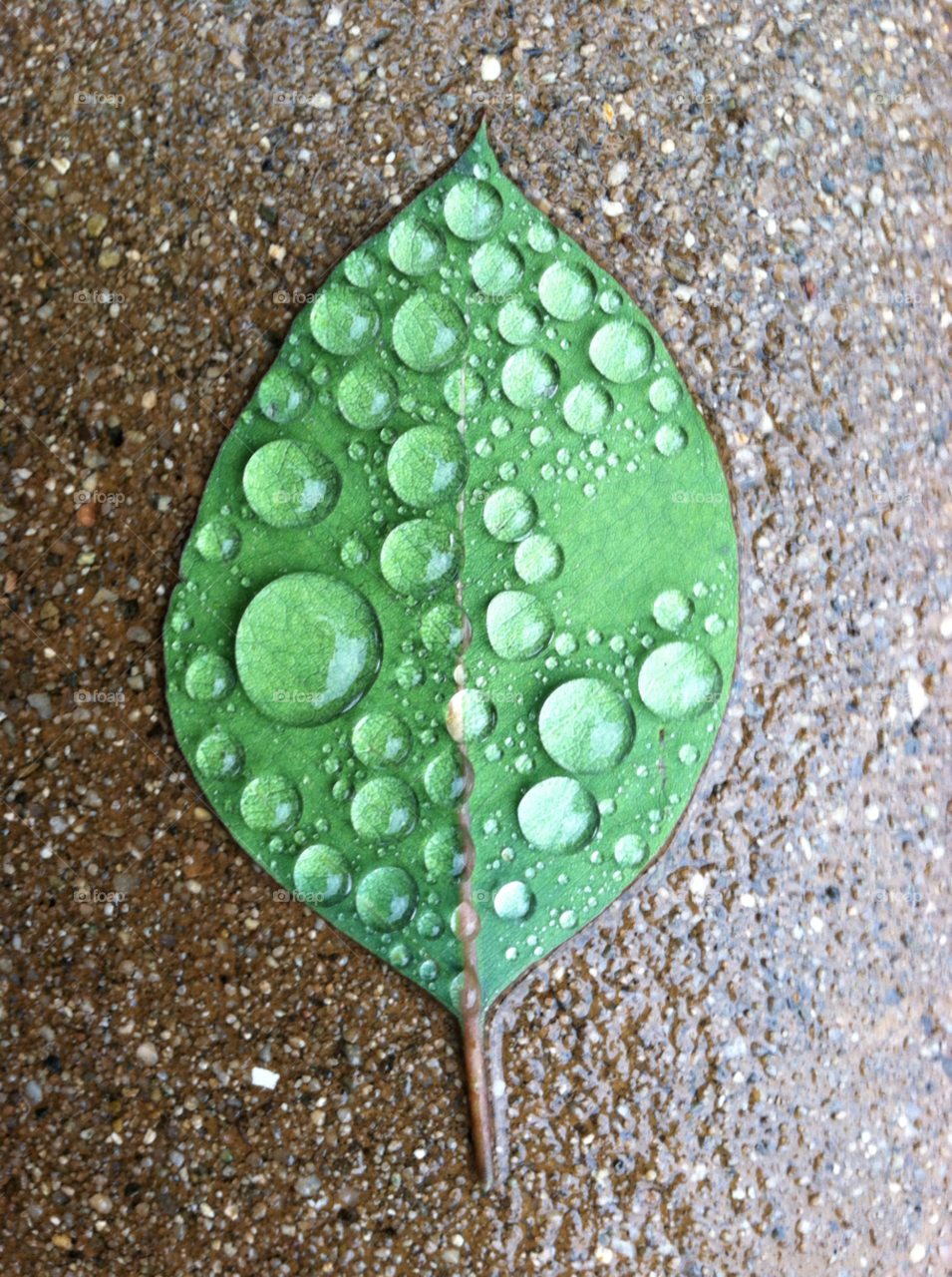 leaf sideway rain drops by kenglund