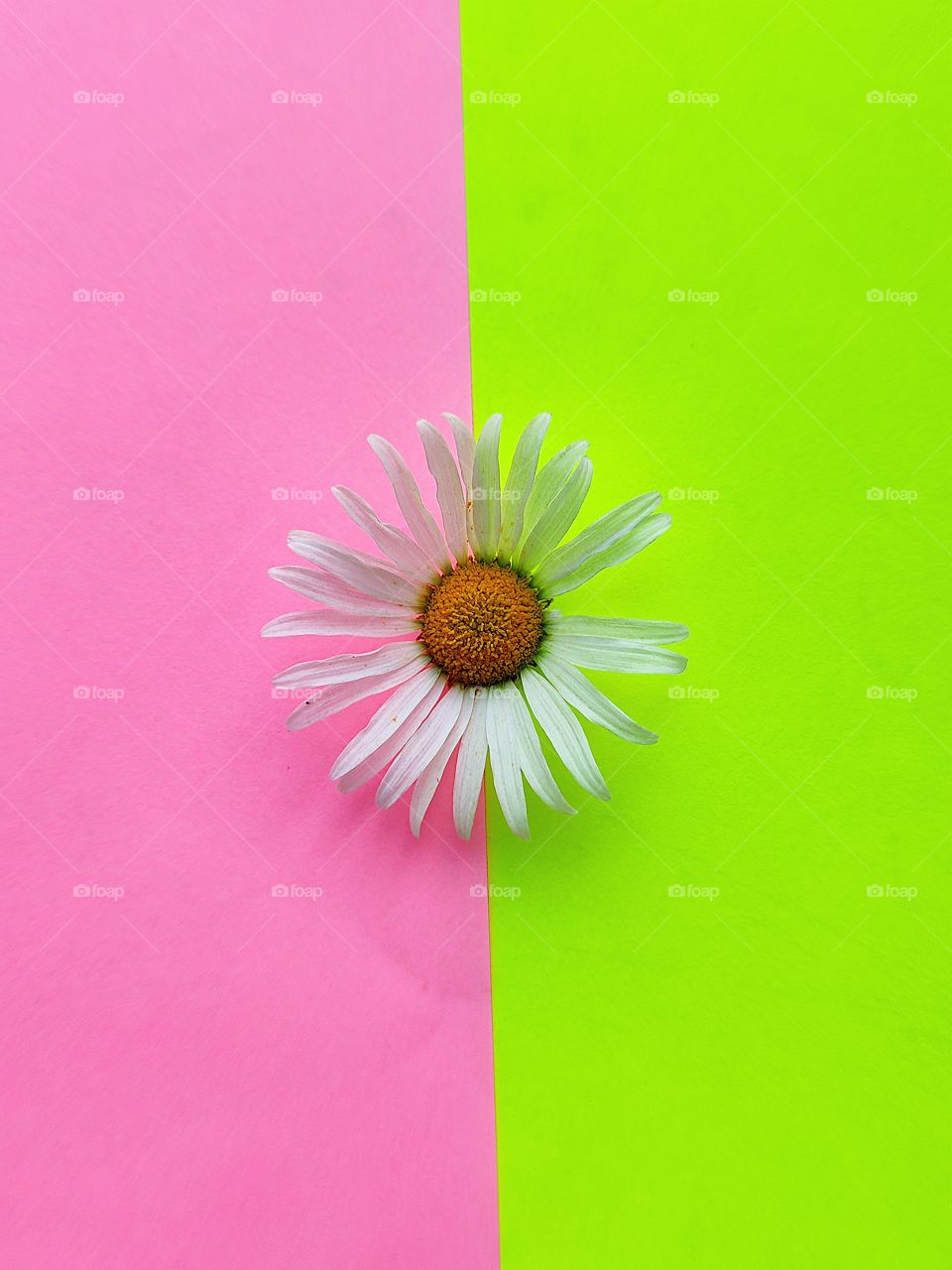 Chamomile that is split in half on a light green background and a pink background